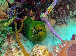 green moray