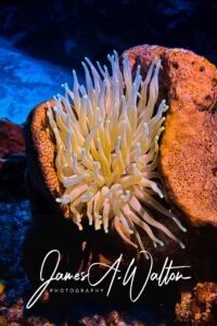 underwater-photo