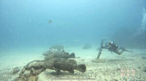 goliath-groupers